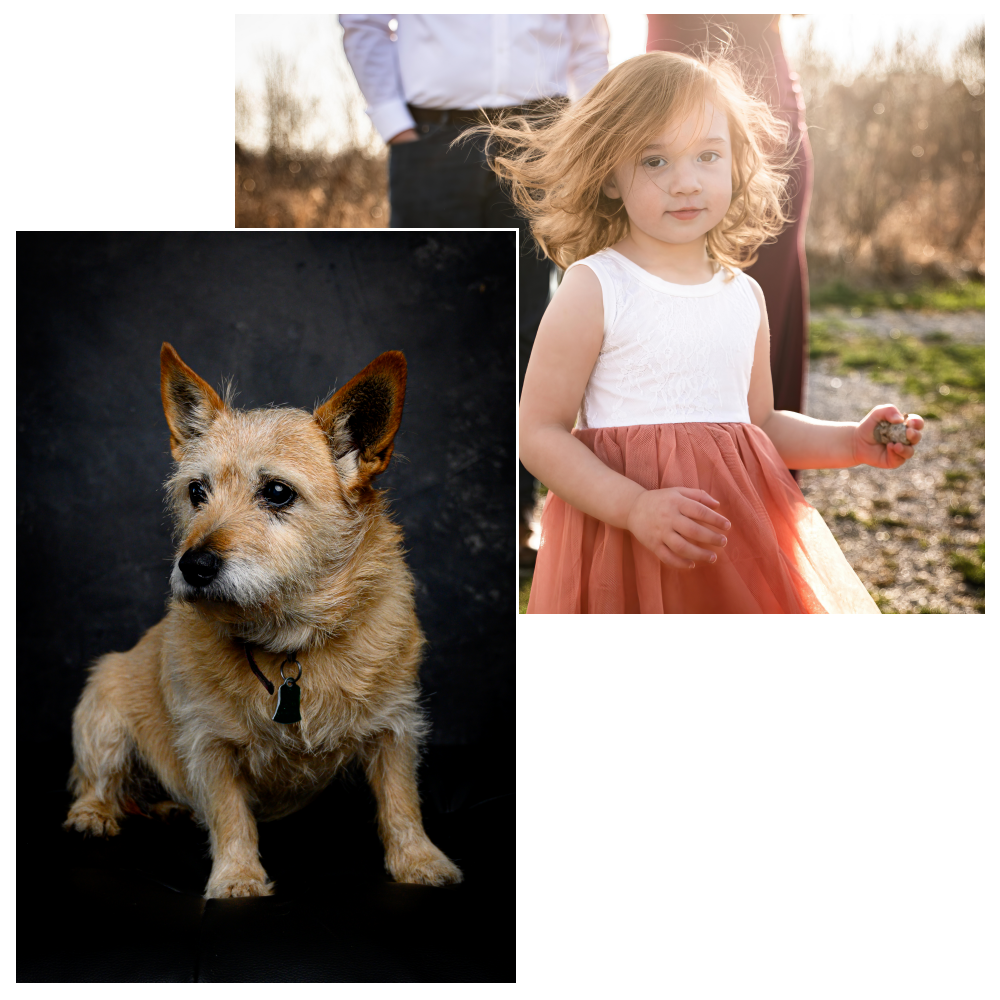 girl toddler running on a path with parents behind and formal portrait of little yellow dog on a black background family and pet portraits by Krista Nutter Photography