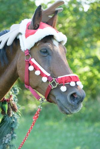 KristaNutterPhotography8506475 close up of horse head in a red and white holiday bridle and santa hat with antlers