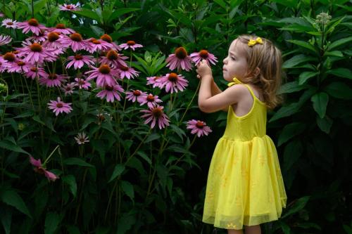 KristaNutterPhotography6600 toddler girl in a yellow dress smelling pink flowers family and pet portraits by Krista Nutter Photography